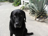 BY THE SEA Dog Photogallery