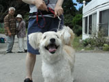BY THE SEA Dog Photogallery