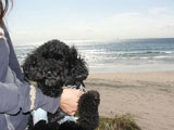 BY THE SEA Dog Photogallery