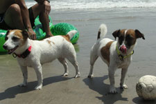 Dog Photogallery